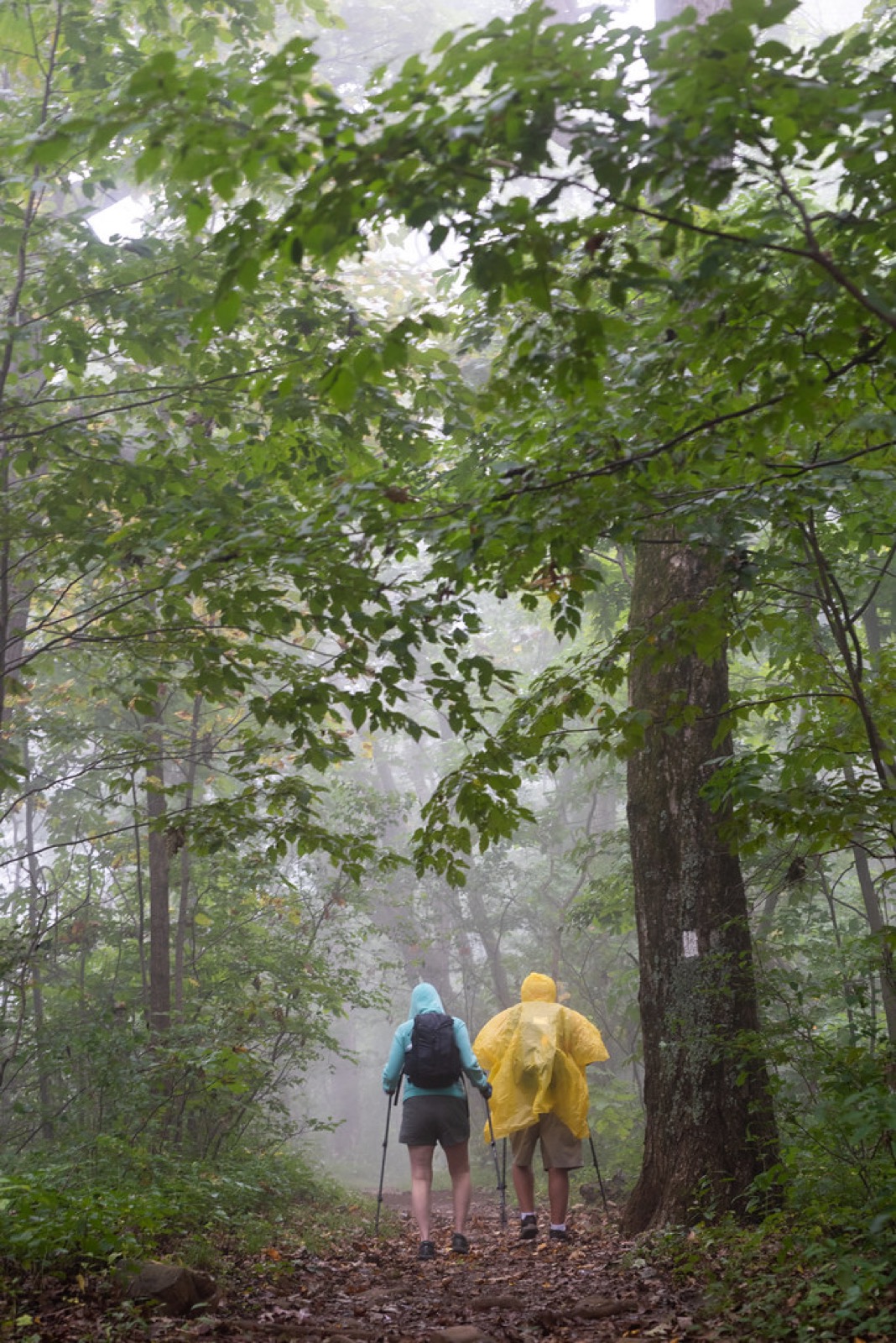 霧の登山道を雨具で歩く二人