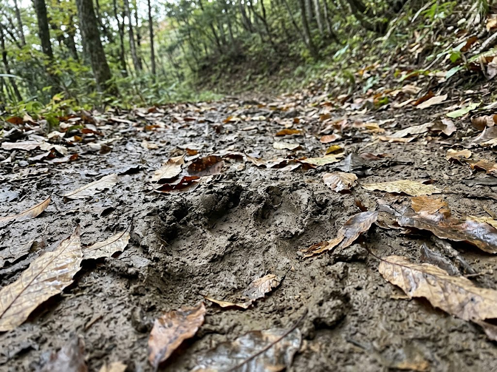 泥に残った動物の足跡