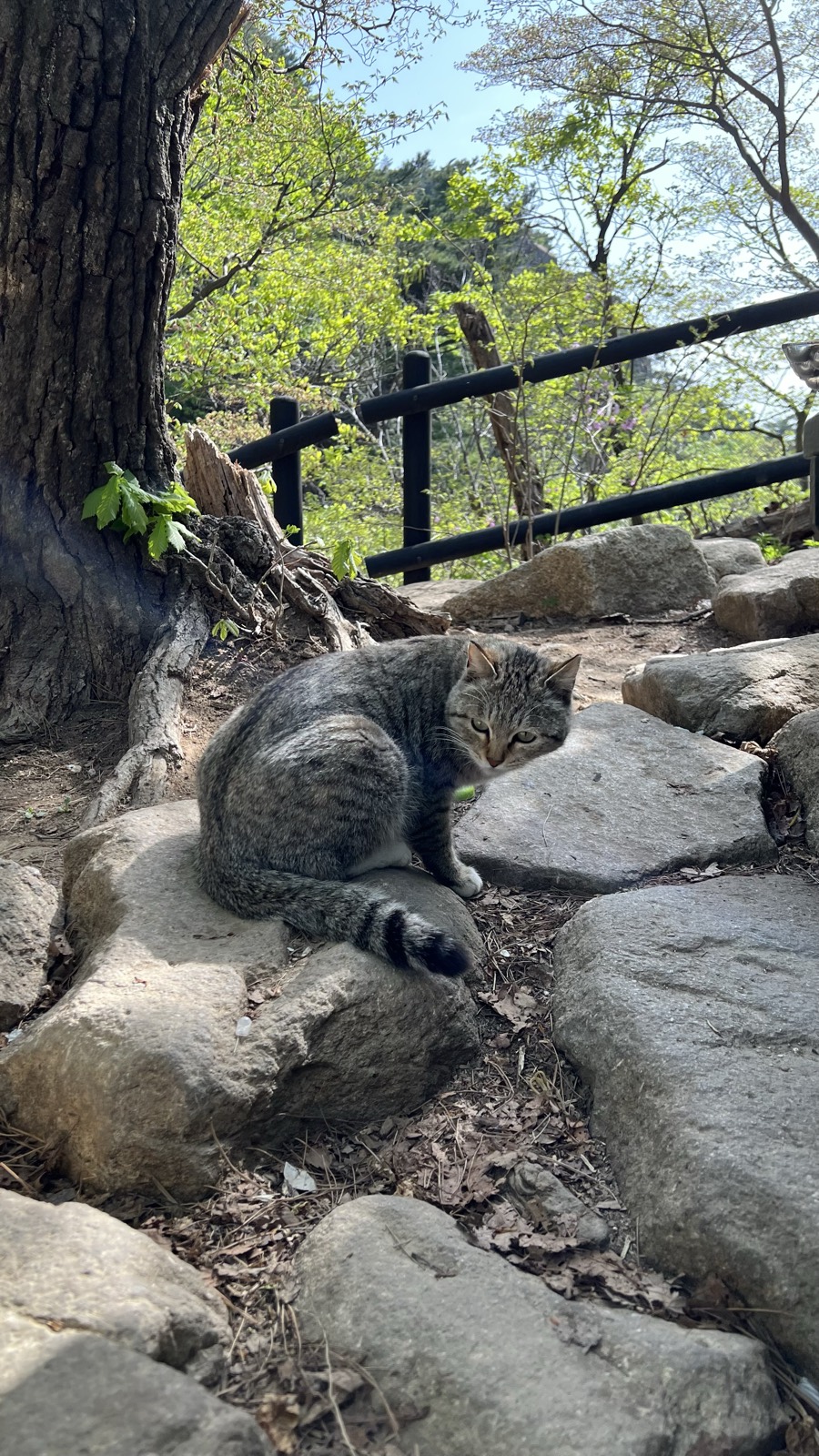 登山道の脇でくつろぐ猫