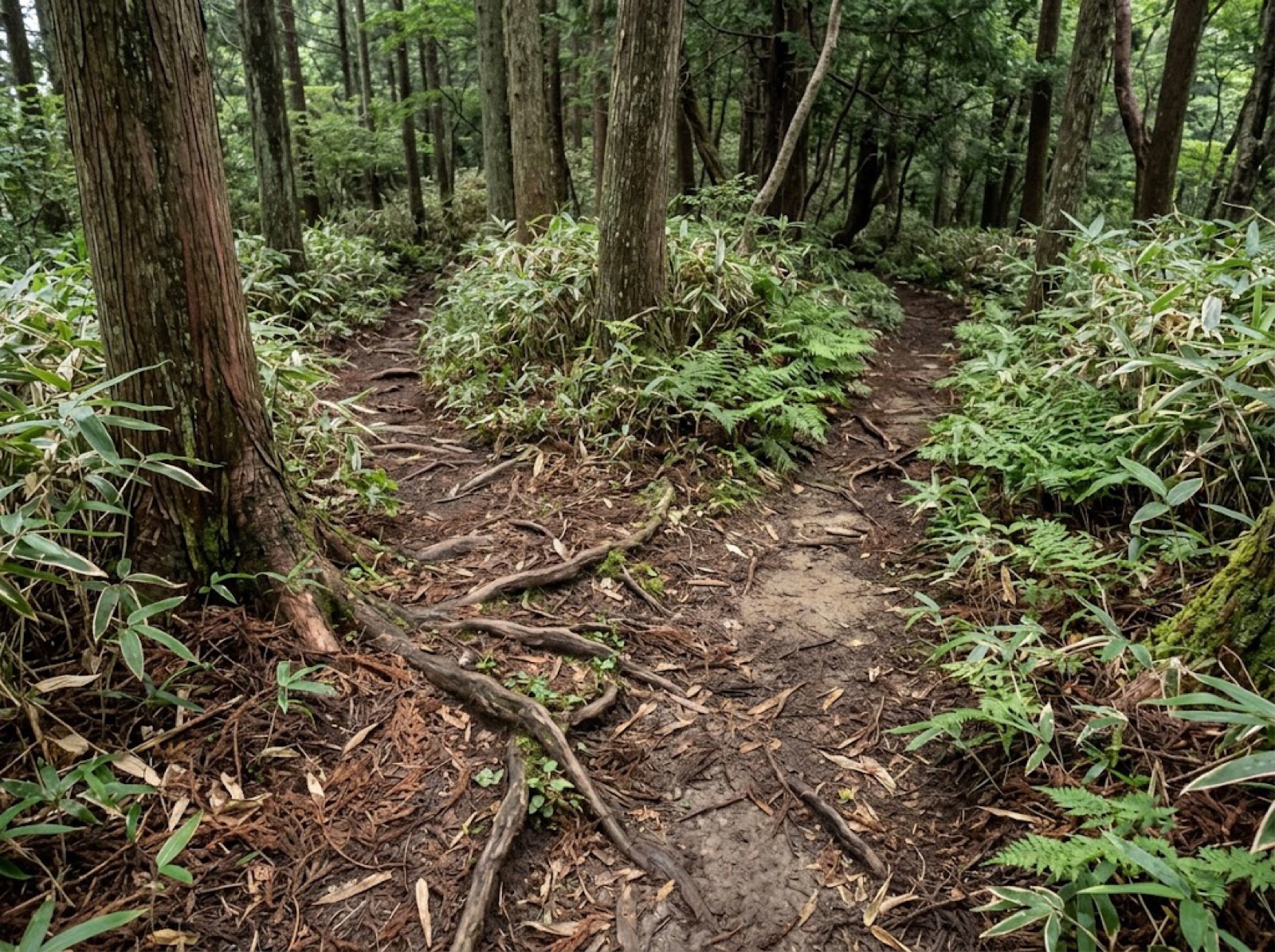 踏み跡が分かれてどちらも同じに見える登山道
