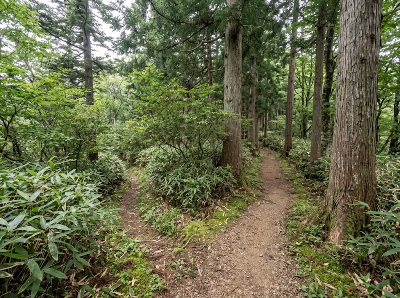 本道から分かれる細い踏み跡