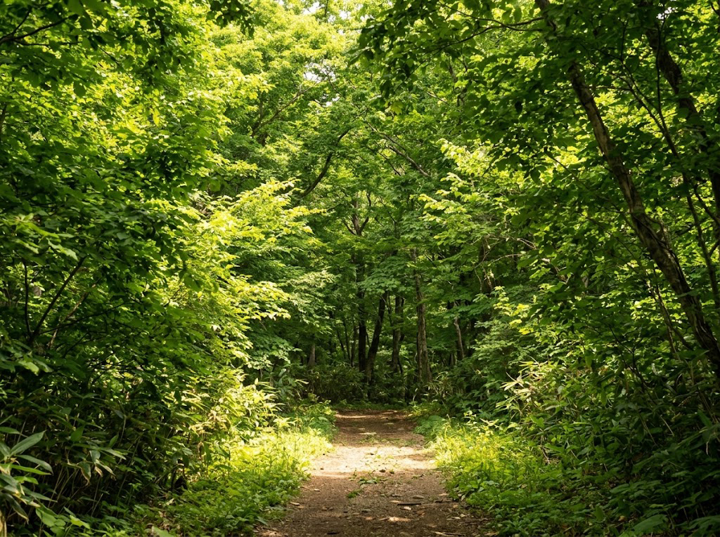 夏の樹林帯の登山道