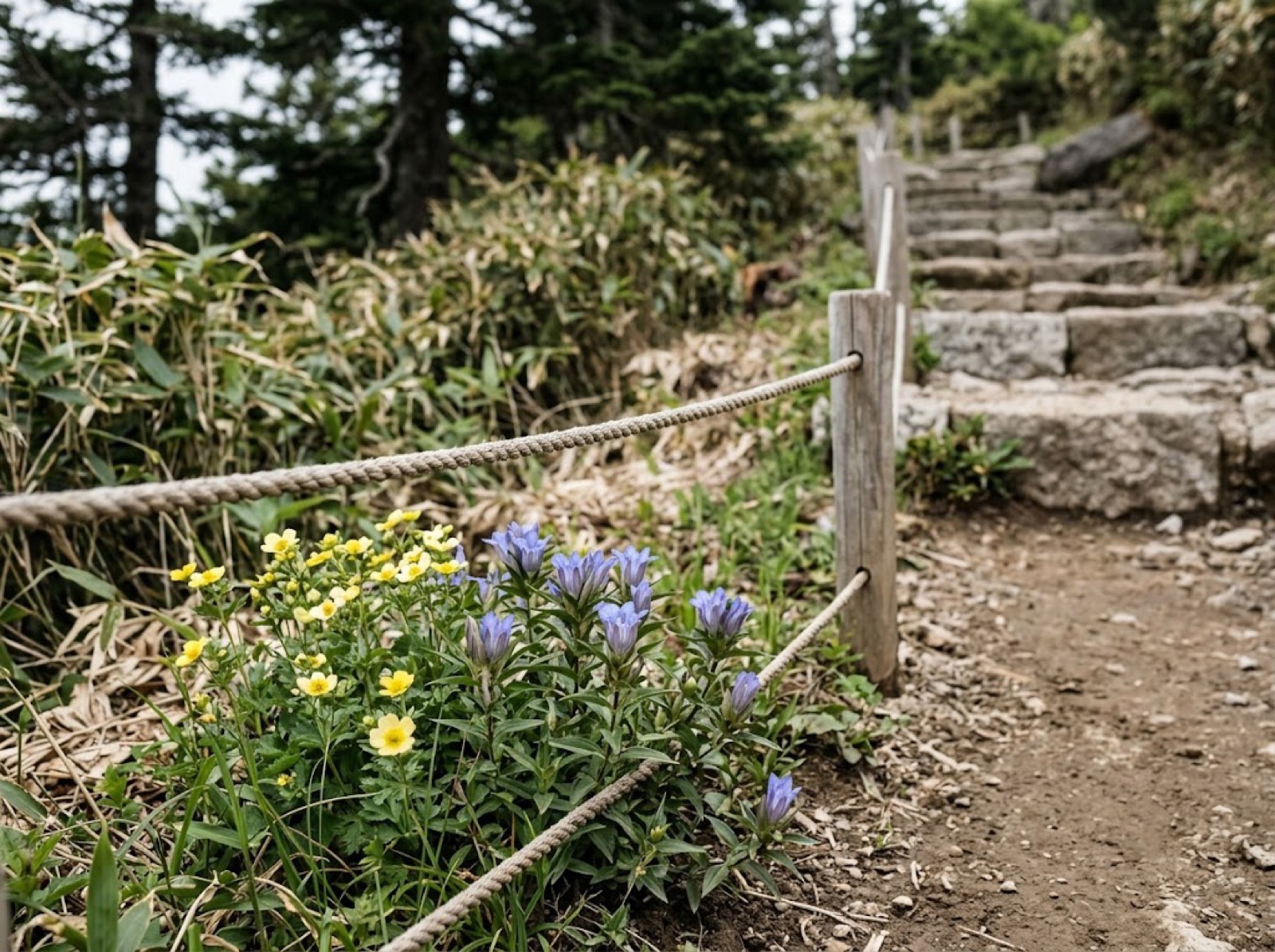 ロープで仕切られた登山道脇の高山植物