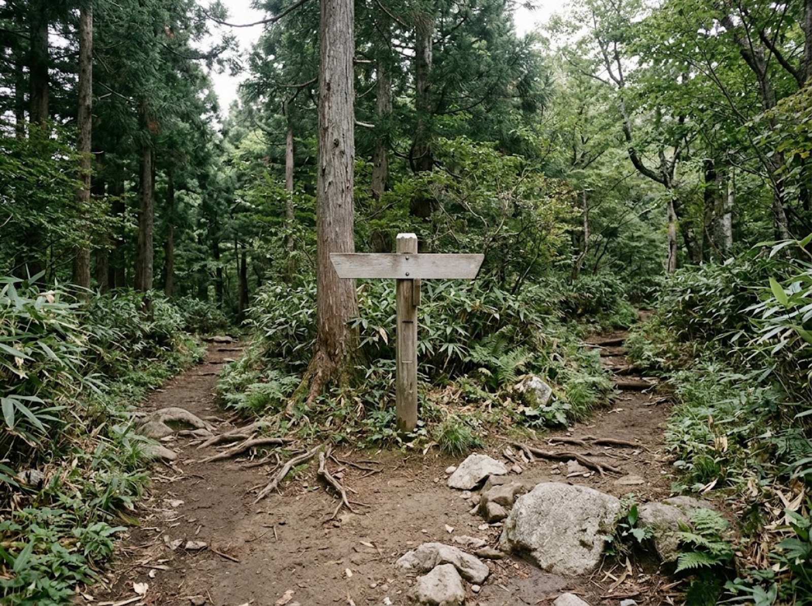 登山道の分岐に立つ道標