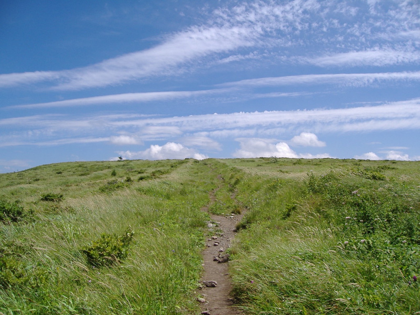真夏の草原を抜ける登山道