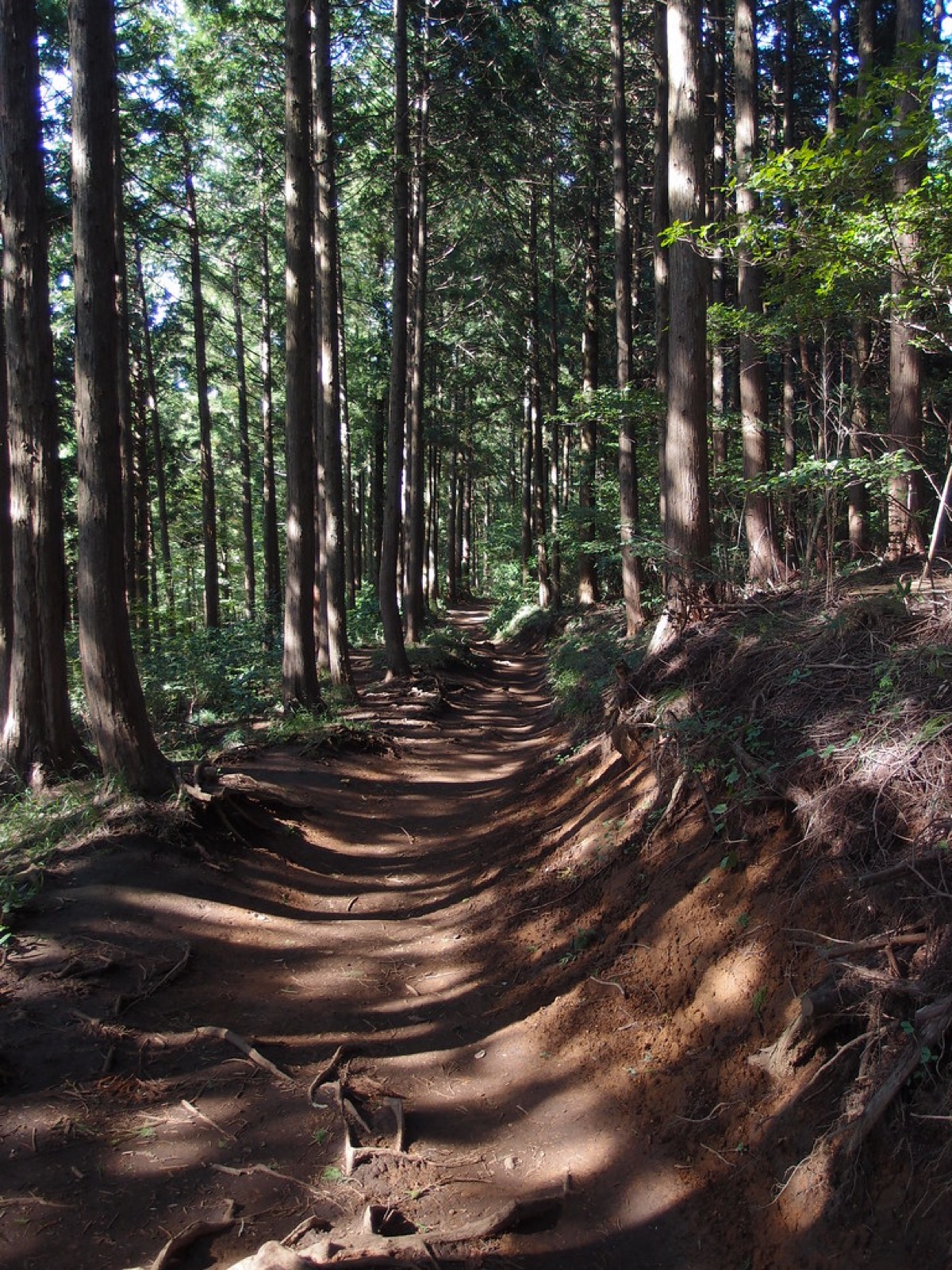 夏の低山の杉林を抜ける登山道