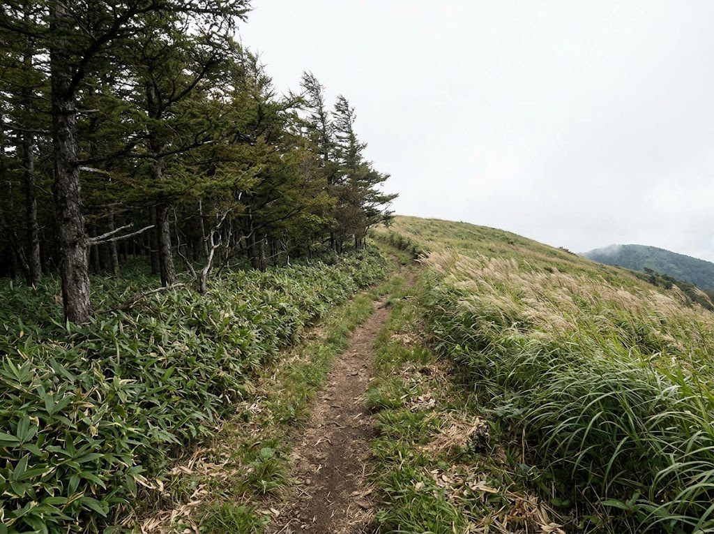 樹林帯から稜線へ出るところ